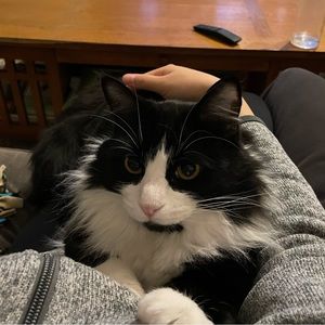 Meet your Posher, Annie